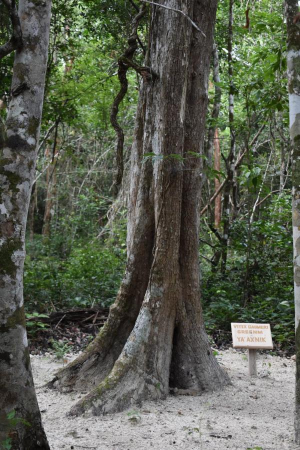 Eco Aldea Kinich Ahau Βίλα Xpujil Εξωτερικό φωτογραφία